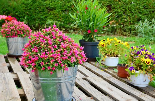 Closeup of Beautiful Potted Colorful Flowers on the Wooden Terrace in the Garden.