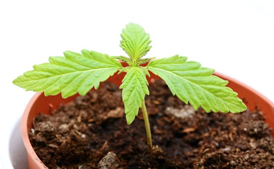 Closeup of young cannabis (marijuana) plant in  plantpot with soil. Shot over white background.