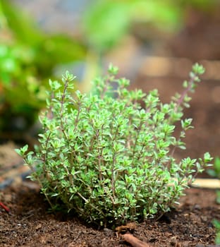 Closeup of growing fresh thyme plant in the ground.