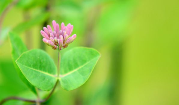 Closeup of lonicera periclymenum (Honeysuckle) plant over natural green background. Focused on flower on foreground with blurry background.