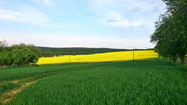 Landscape shot of the rapeseed field with blue sky and white clouds.