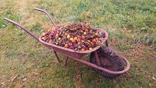 Heap of rotten apples loaded in wheelbarrow.