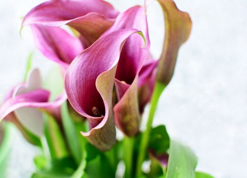 Closeup of purple Calla Lily flower.