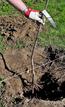 Man planting a tree into a hole at early spring in the garden.