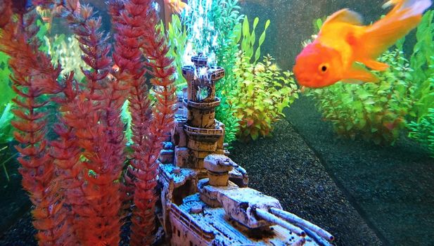 View into a frashwater aquarium with underwater decoration and floating Goldfish.