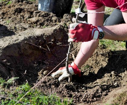 Man planting a tree into a hole at early spring in the garden.