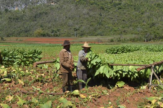 Vinales, Cuba, February 2011: Tobacco farmers harvest the artisanal and manual way without machines in Vinales, Cuba.