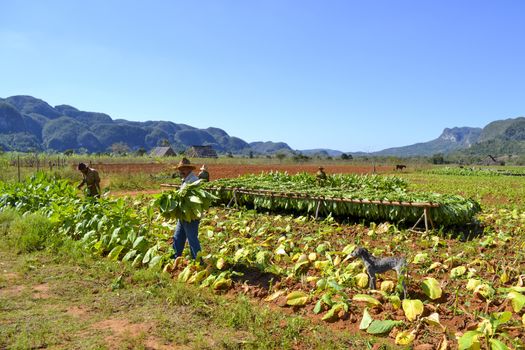 Vinales, Cuba, February 2011: Tobacco farmers harvest the artisanal and manual way without machines in Vinales, Cuba.