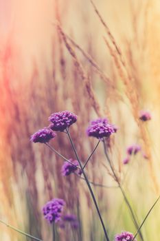 Verbena flower with beautiful diffused background