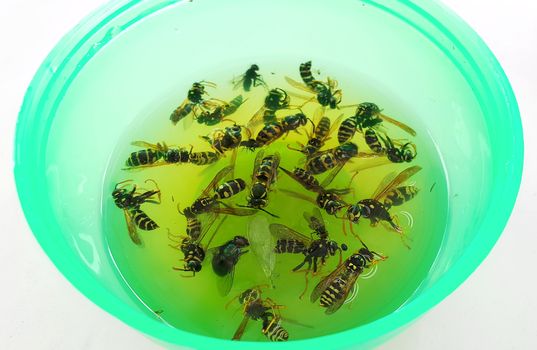 Closeup of dead wasps in trap with sweet sugar water.