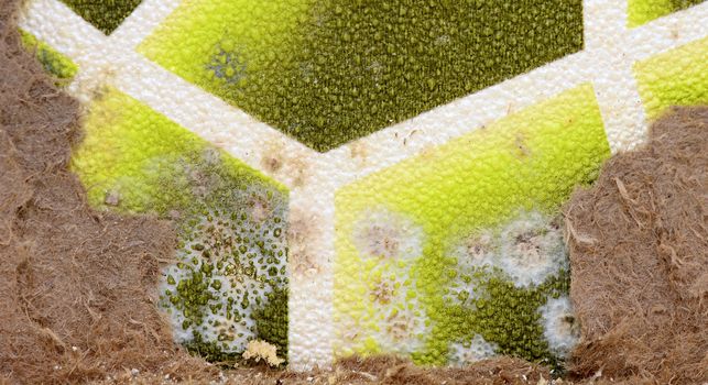 Closeup of spot mold on the green wall.