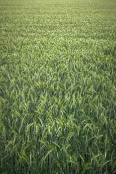 Top view of a wheat field with ears Top view of a wheat field with ears newborn.