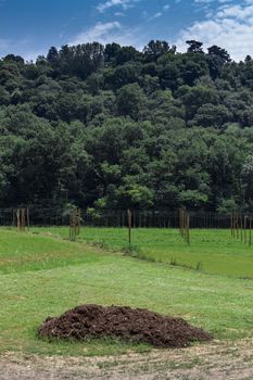 A large portion of manure in an agricultural field.