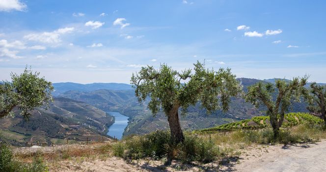 Douro Valley. Vineyards landscape of the Porto wine, near Pinhao village, Portugal. View from Casal de Loivos