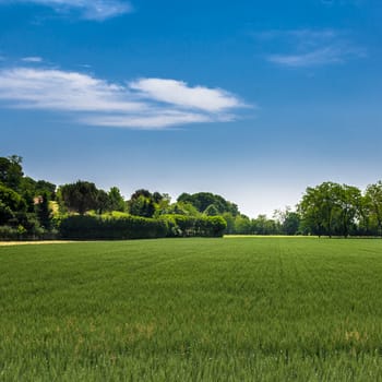 Panorama of a wheat field in the middle of spring.