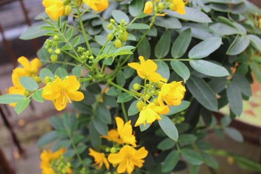 The picture shows a plant with yellow blossoms
