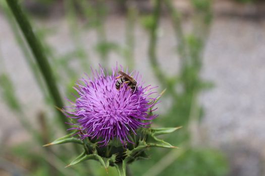 The picture shows milk thistle in the ground