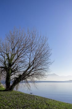 Panorama of the lake with a tree on the bank.