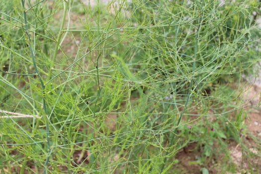 The picture shows asparagus plants in the garden