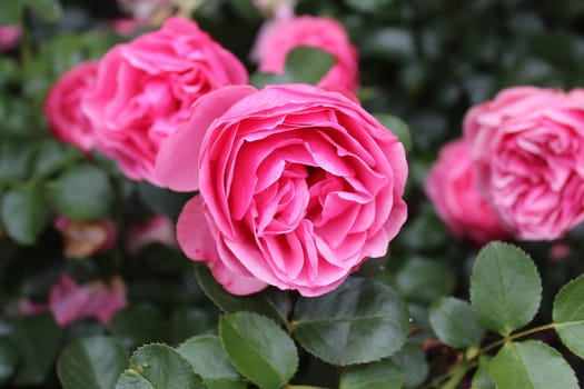 The picture shows pink roses in the garden