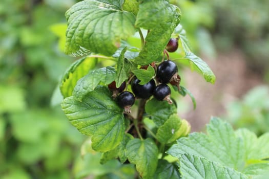 The picture shows black currants in the garden