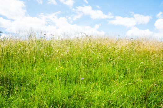 barley field and sunlight in summer with beautiful blue sky UK