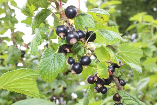 The picture shows black currants in the garden