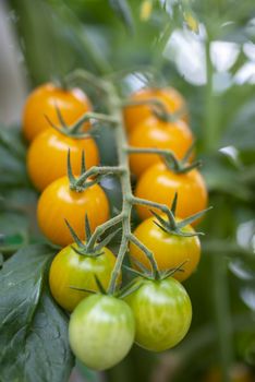 cherry tomatoes on the plant growing in their period