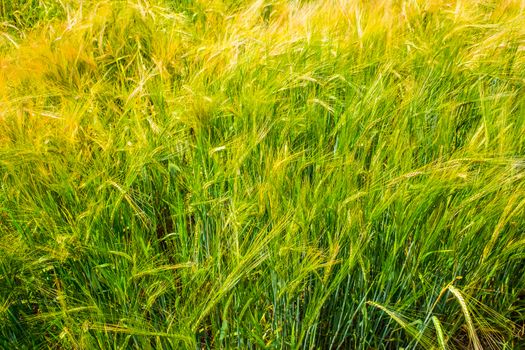 barley field and sunlight in summer with beautiful blue sky UK