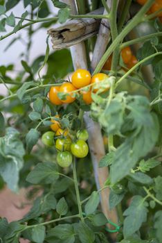 cherry tomatoes on the plant growing in their period