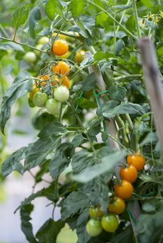 cherry tomatoes on the plant growing in their period