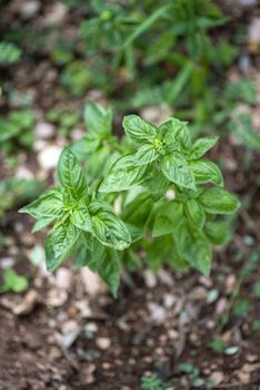 basil plant for food seasonings and for making pesto