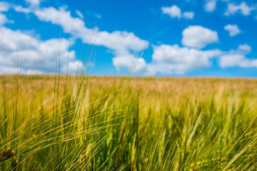 barley field and sunlight in summer with beautiful blue sky UK