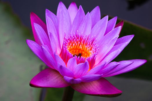 Waterlily purple color with bees at the center of pollen bright color and beautiful petal