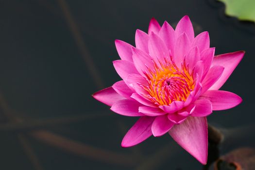 Waterlily pink color closed up image bright color and beautiful petals in nature pond background