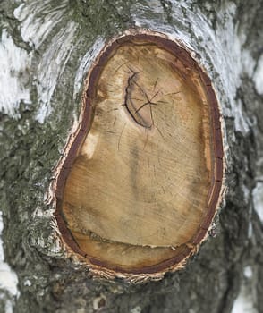 close up birch tree gnarl bark natural background