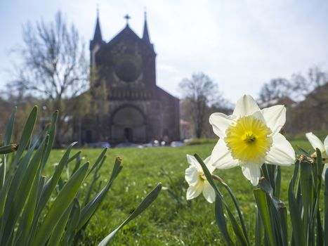 Yellow Daffodil flower Narcissus with lush green grass at early spring day at Karlinske namesti square park with gothic church and trees, blue sky background, Prague, Karlin.