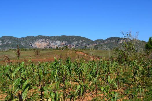 Corn crop field in the valley of Vinales, Cuba. Landscape, nature, travel and tourism.