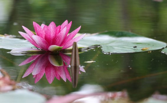 Pink lotus beatiful petal bright color reflection in the pond with leaves