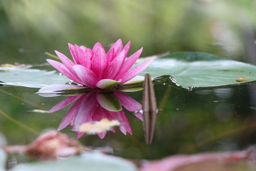 Pink water lily on water surface blooming in nature background reflection with water beautiful light effects