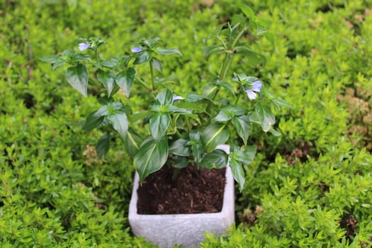 The picture shows many herbs in the garden