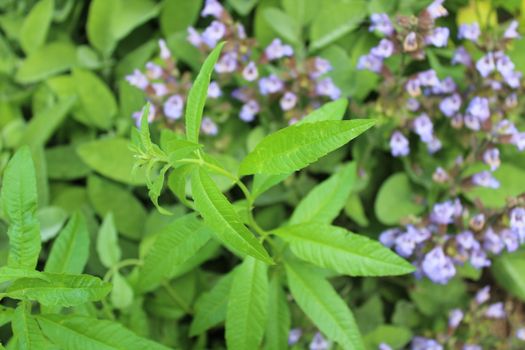 The picture shows lemon verbena in the garden