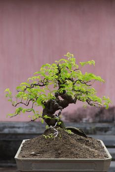 Very old bonsai trees in Hue, Vietnam. Beautiful detail against coloured walls. High quality photo