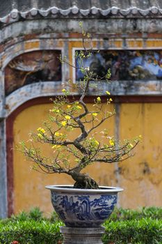 Very old bonsai trees in Hue, Vietnam. Beautiful detail against coloured walls. High quality photo