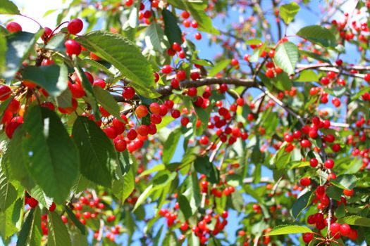 The picture shows wild cherries in the nature