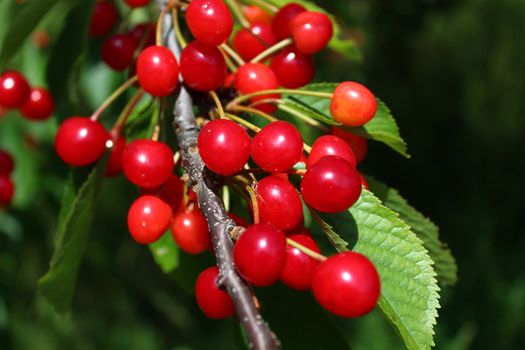 The picture shows wild cherries in the nature