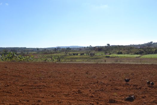 Agricultural fields in Vinales, Cuba. Nature, landscape, travel and tourism.