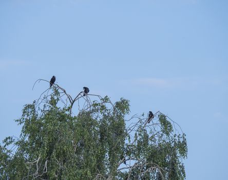 group of black birds, the Rook Corvus frugilegus sits on a birch tree branch against the blue sky, copy space.