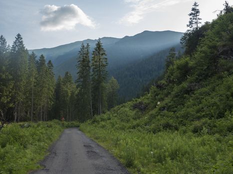 Footpath asphalt road from Ziarska dolina, beautiful nature with lush green grass, spruce trees and blue montain peaks. Western Tatras mountains, Rohace Slovakia, summer sunny day, blue sky background.