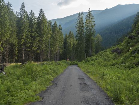 Footpath asphalt road from Ziarska dolina, beautiful nature with lush green grass, spruce trees and blue montain peaks. Western Tatras mountains, Rohace Slovakia, summer sunny day, blue sky background.